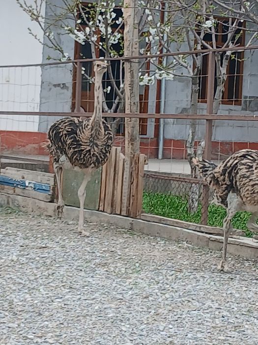 Страусы. Туякуш жужалари