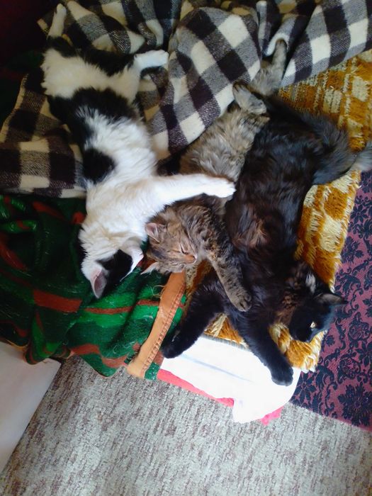 Подарявам котенца , две мъжки и едно женско.