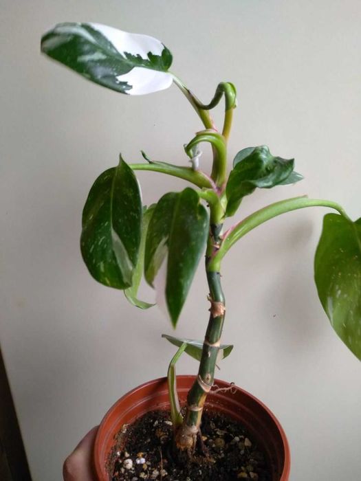 Филодендрон Белый Рыцарь -для дома и офиса