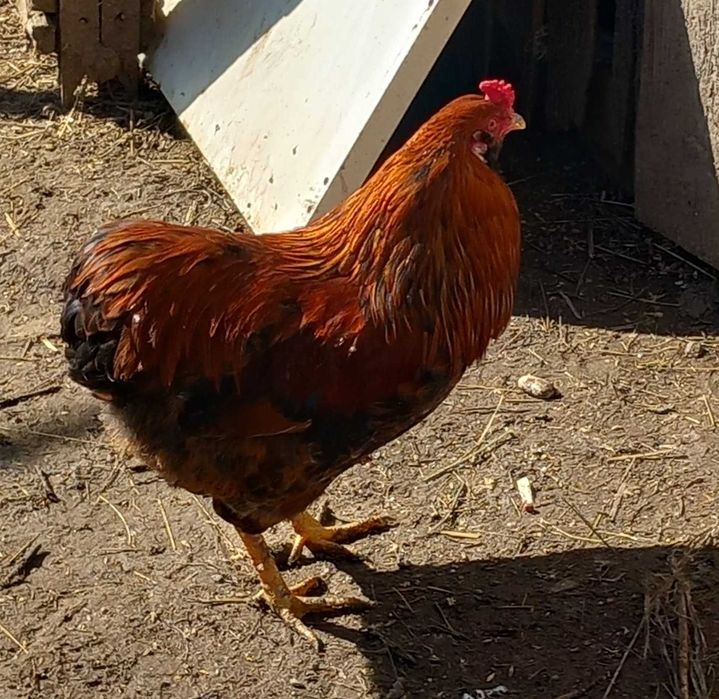 Cocosi tineri de vanzaarare