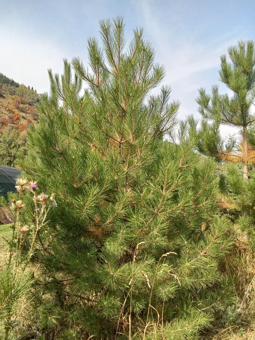 Сосны крымские обычные