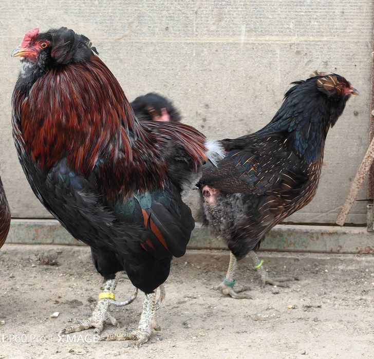 Oua Araucana potarnichiu, rasa pura