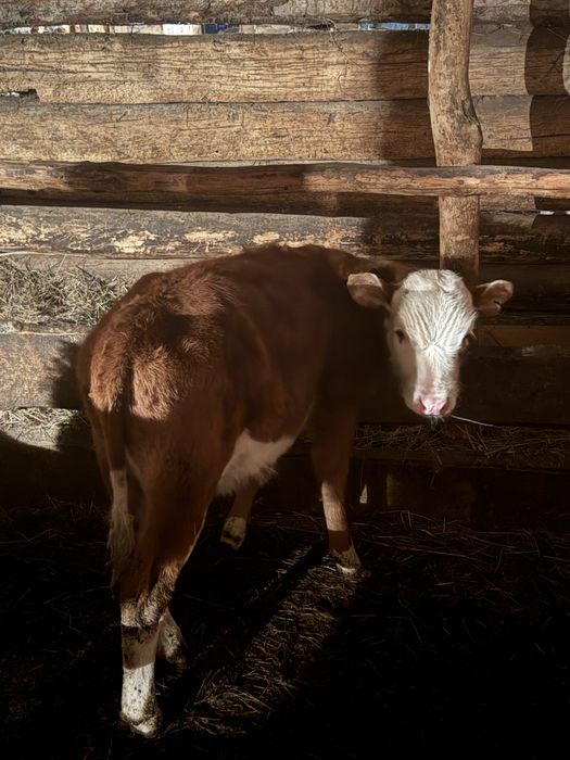 Продам двух телят