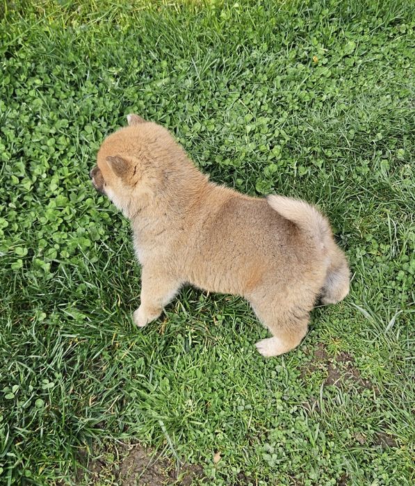 Baiat Shiba pedigree FCI