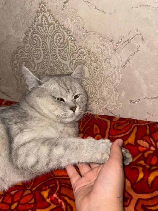 Британский шиншила срочна