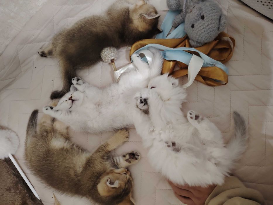 Котята, фолд, золотая шиншилла