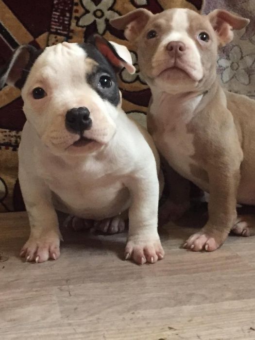 щенки американский булли
