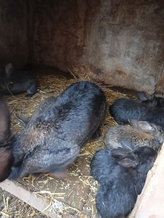 De vânzare iepuroaică cu tot cu pui se da și separta