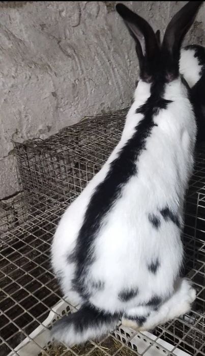 Продается крольчиха