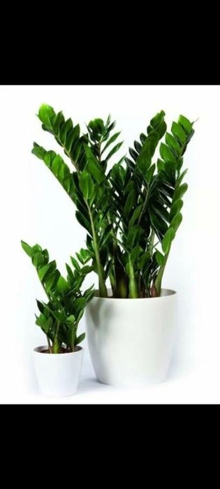 Замиокулькас Долларовое дерево растение Доллар