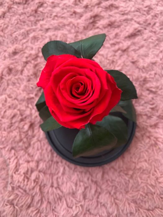 Живая роза в колбе