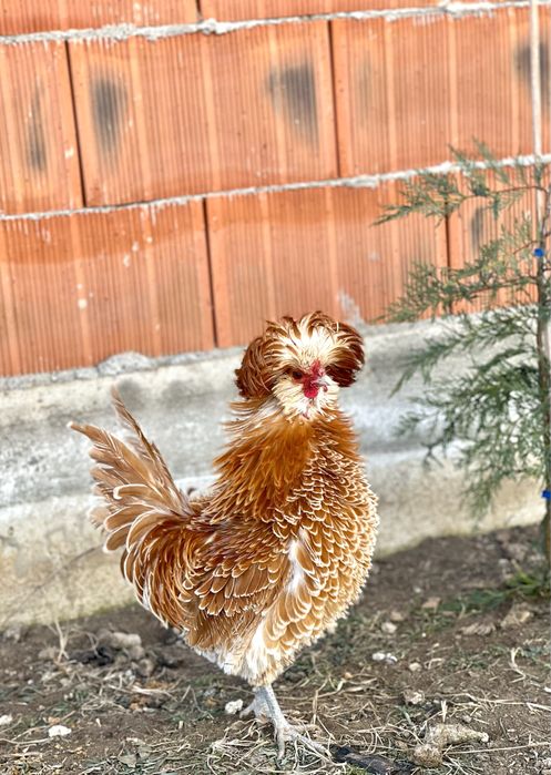 Paduana frezata cocosi