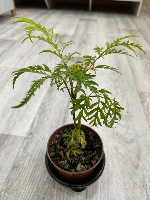 Продаются  цветы