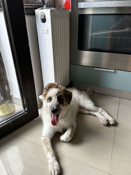 Pet sitting/Pet boarding