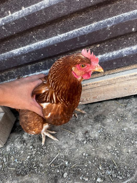 Продам домашние курсы ломан браун