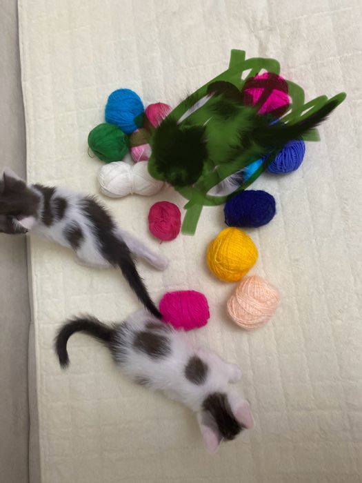 Котята два мальчика,,  окрас далматинец)