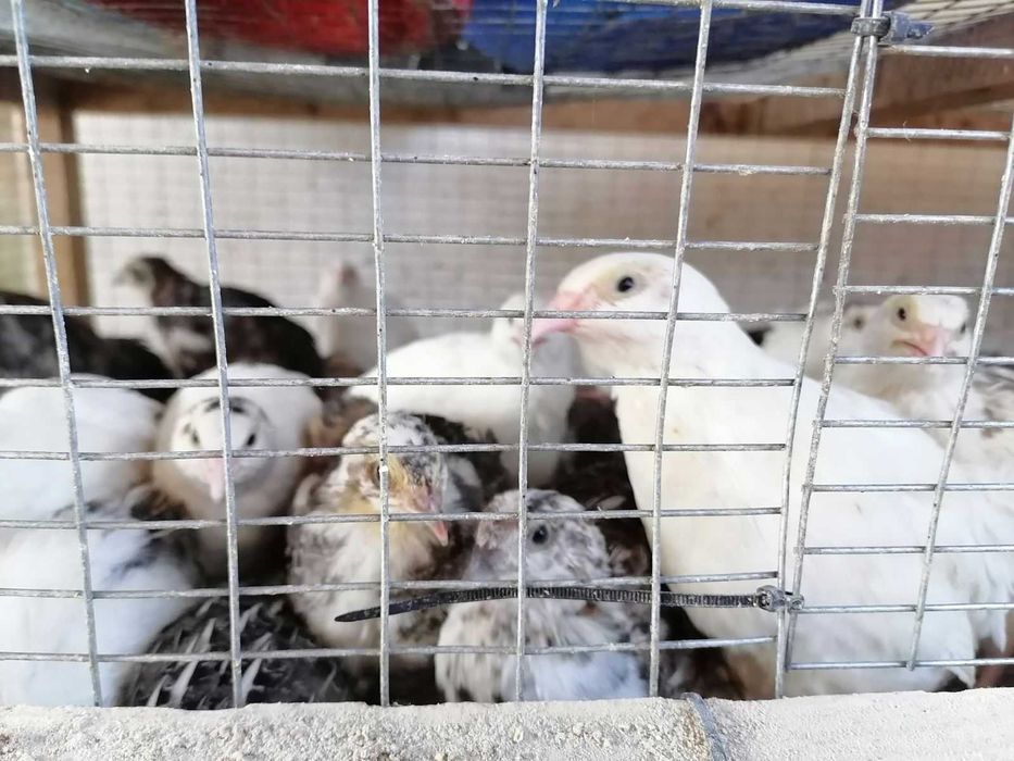Пилета, патета и пъдпъдъци на различна възраст