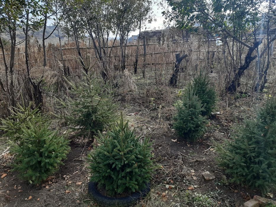 Елки зеленые во двор