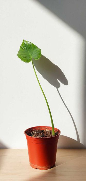 Алоказия Арма Alokaziya Arma