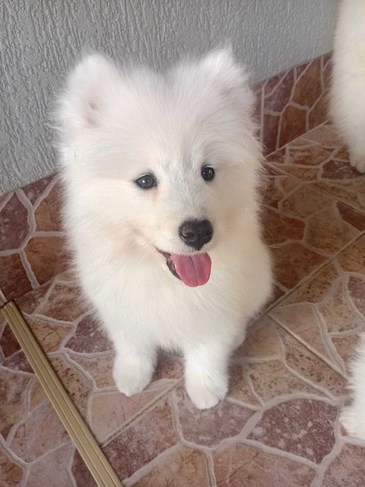 Fetiță samoyed, pedigree A ,FCI