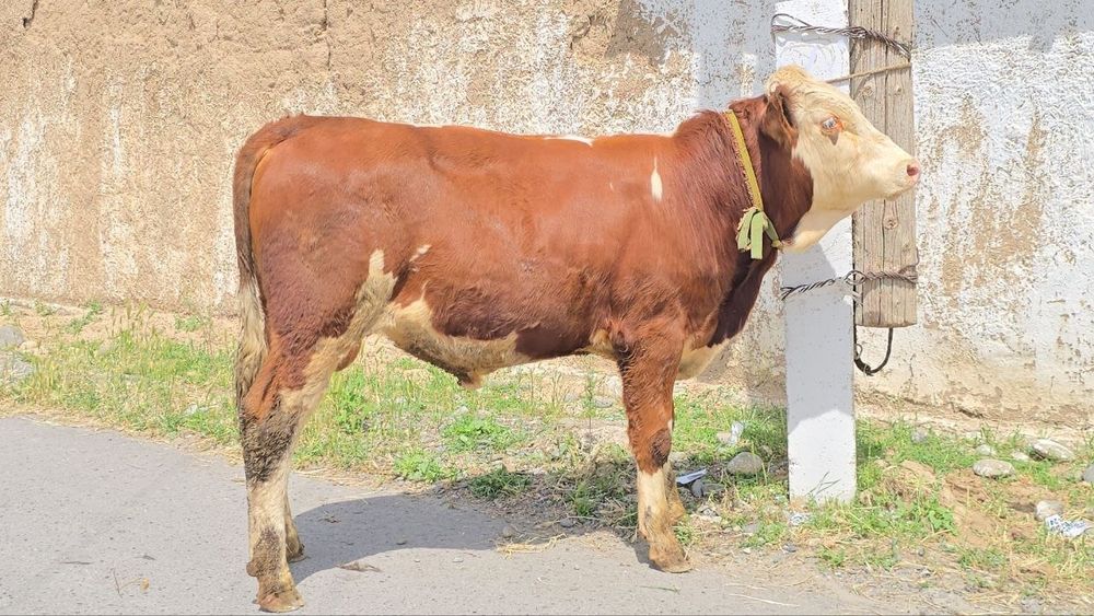Симментал Simmental