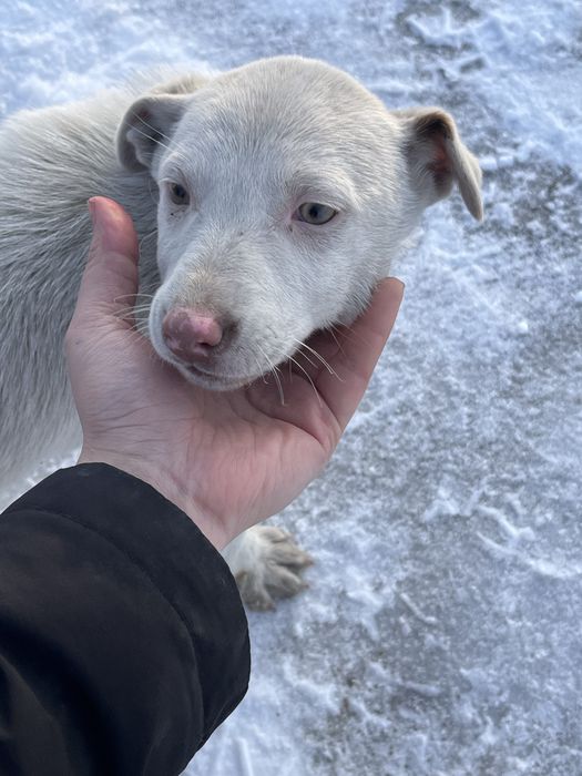 Отдам щенка в добрые руки