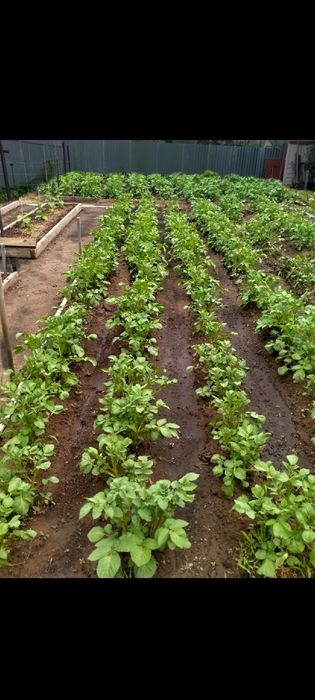 Продам дачу сад Реченька