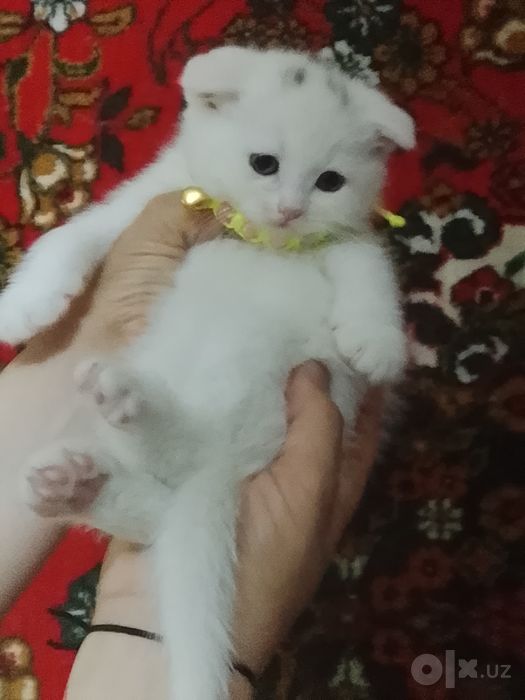 Продается катяты
