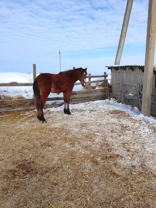 Продам лошадь- жеребца