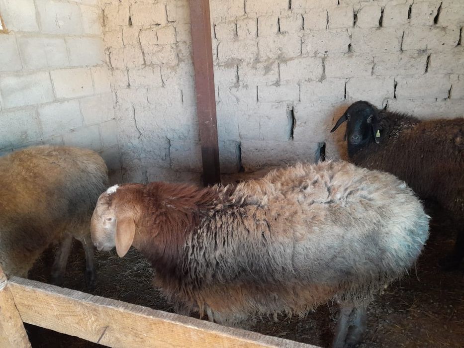 бордақы қойлар сатылады