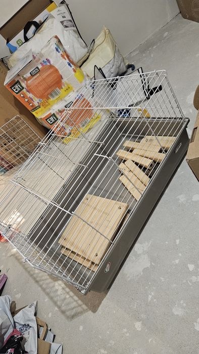 Cusca porcusori guineea