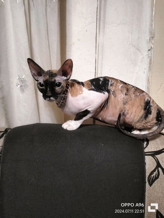 Канадский сфинкс