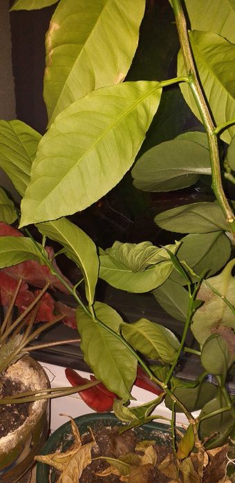 Plante ornamentaleLamai, peperomia hope si begonia frunze rosii