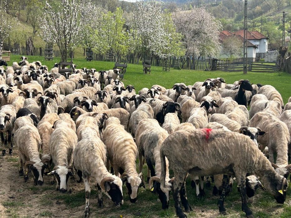 Vând 100 de oi cu lapte.