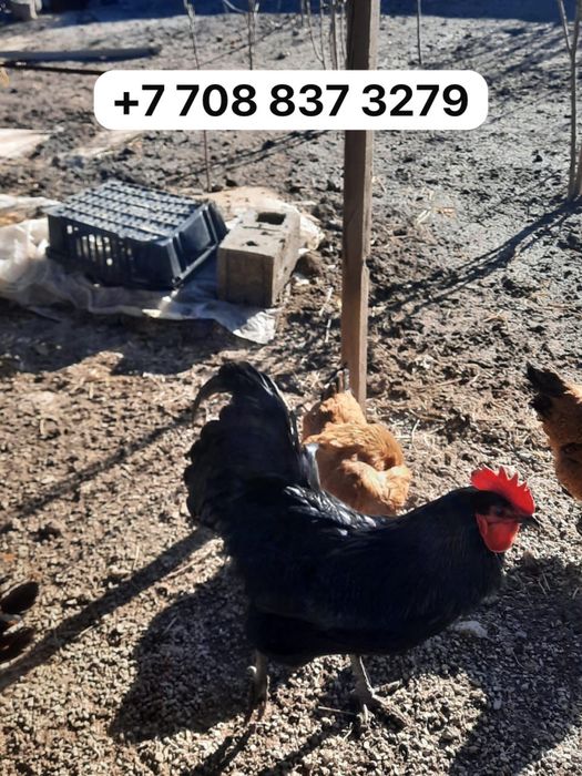 Әтеш сатылады 10мың