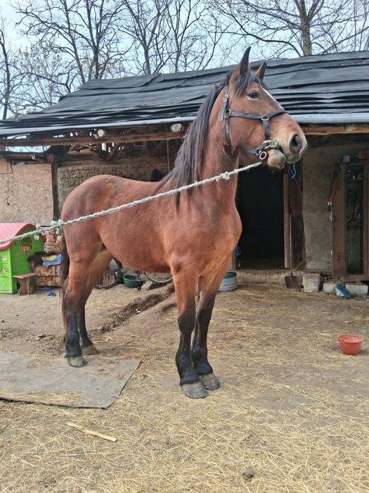 Vand sau schimb manza