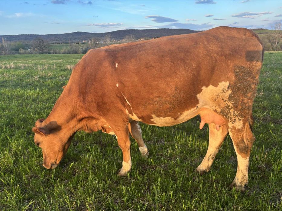 Продавам телни крави и юници