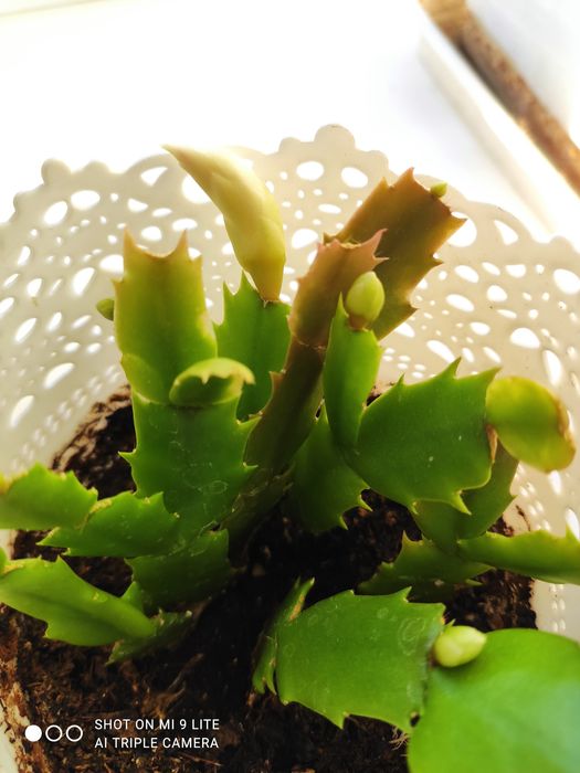 Продам белый декабрист