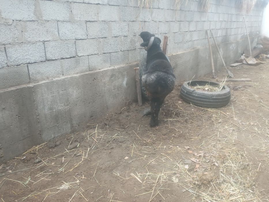 Zotdor qo‘chqor sotiladi