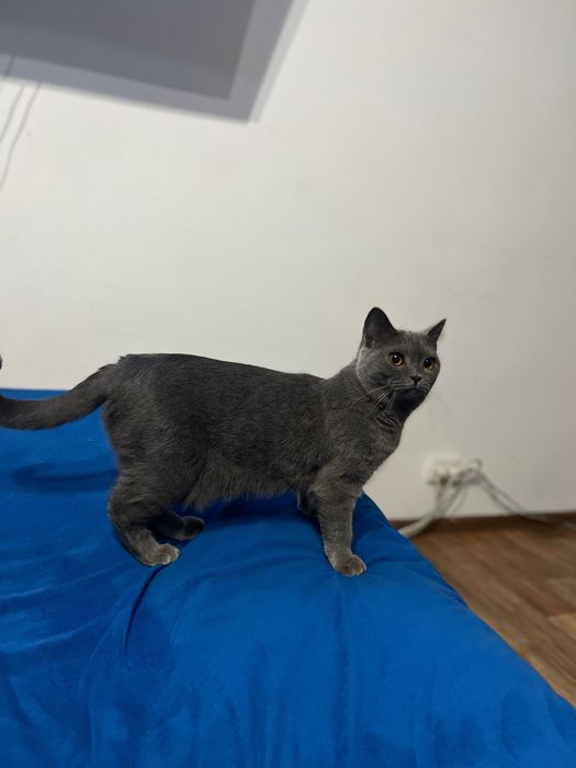 Потерялась кошечка