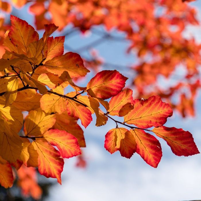 Arborele De Fier Persan