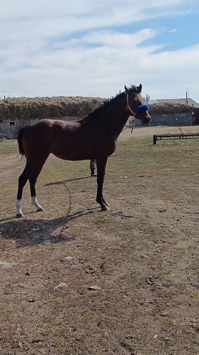 Тазақан чисторкровка жеребец