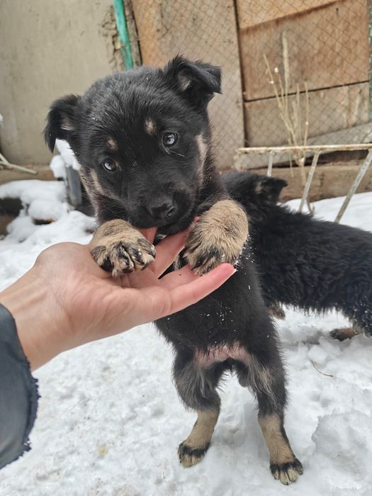 Отдам щенков в хорошие руки