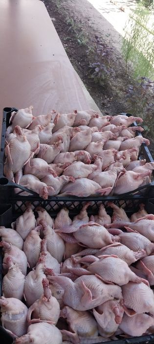 Тушки перепелов.