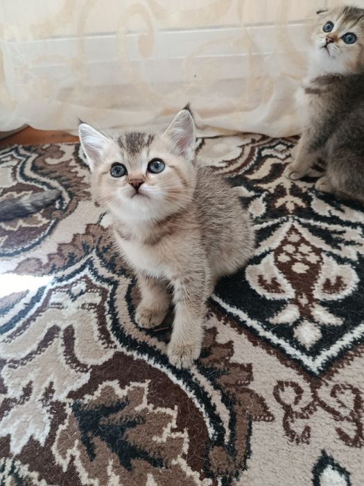 Самые милые котята Золотистые шиншиллы готовы к продаже