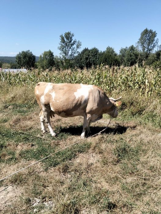 Vând vaca gestanta