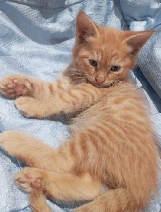 Котята британец смешанный