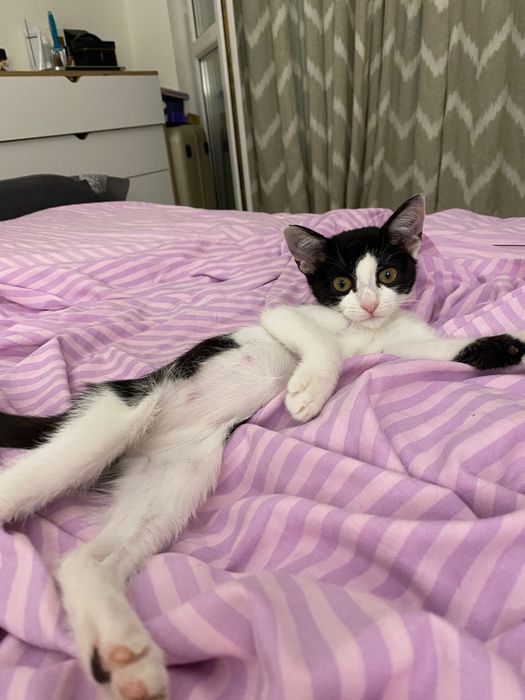 Котенце, момиче, 3 месеца