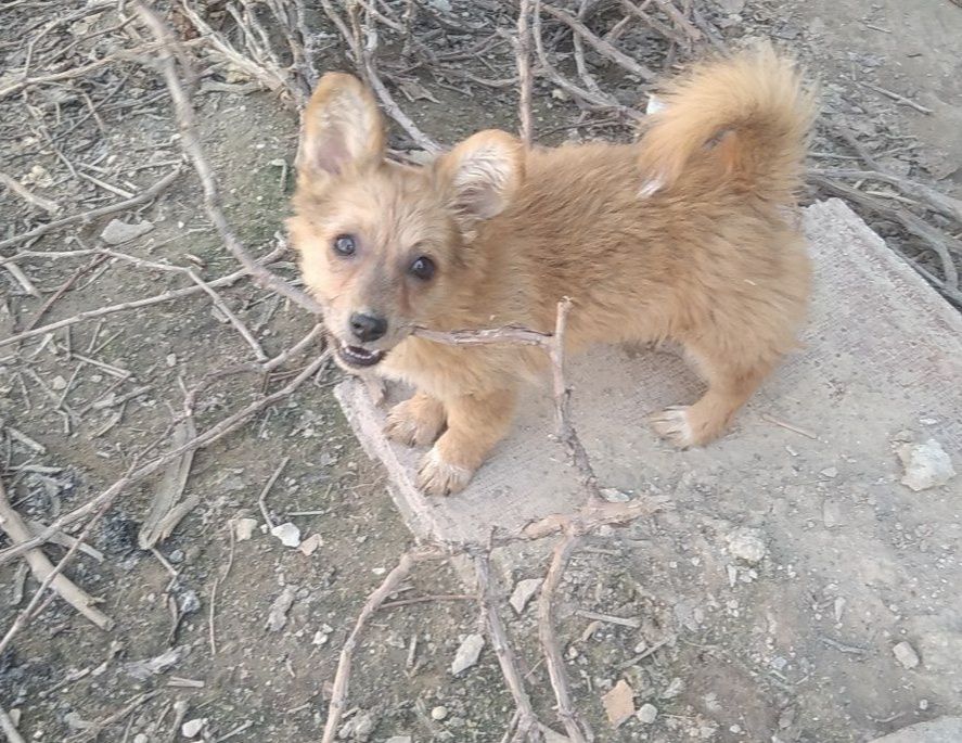 Пристраивается собачка,только добрым и ответственным людям!