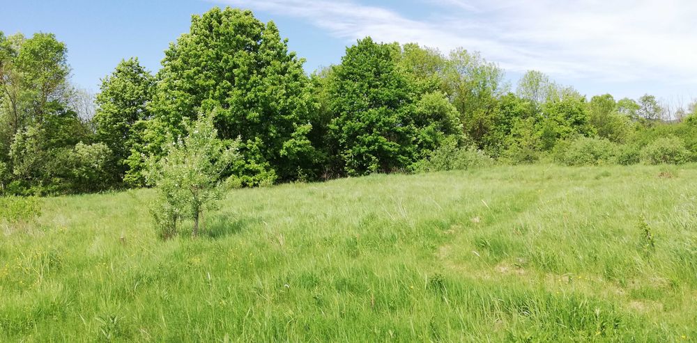 Vand teren intravilan 11.500 mp + cladire de renovat\demolat in Varadia de Mures, jud. Arad